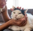 Remédio caseiro para gato envenenado – CircuitoMT