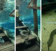 Sucuri é flagrada 'subindo' escada submersa em águas cristalinas de