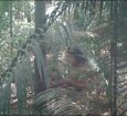 Justiça manda retirar gado e invasores de terra indígena em Mato Grosso onde vive povo isolado