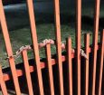 Moradores encontram serpente no portão de casa no Nortão