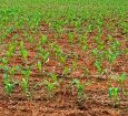Produtividades da área de milho para safra 2026/27 em Mato Grosso cai 8%, prevê IMEA